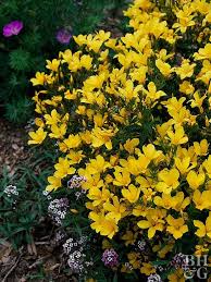 Succulent with yellow flowers name. 29 Of The Best Plants For Trough Gardens Plants Cool Plants Drought Tolerant Perennials