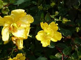 Image result for Hypericum roeperianum