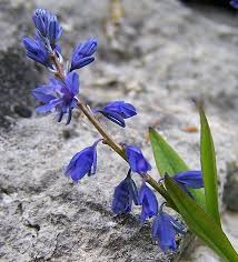Image result for Polygala dewevrei