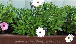 Image result for paprskovka obrázek