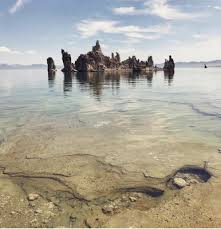 Image result for Monotes magnificus