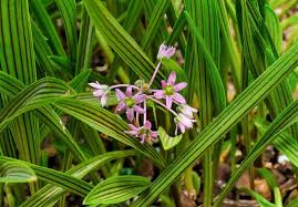 Image result for Ledebouria cooperi