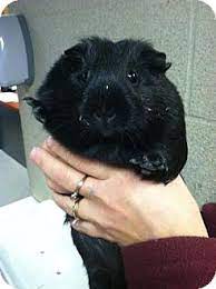 Where can i buy a puppy in ohio? Cleveland Oh Guinea Pig Meet Matilda A Pet For Adoption