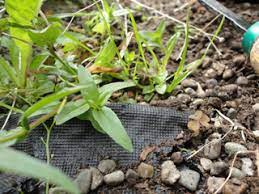 Usually, the manufacturer's instructions want the fabric laid and then slits cut into it where the plants will be dug in. Why Landscape Fabric Weed Barrier Doesn T Work Solutions