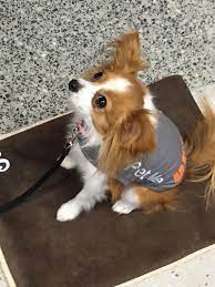 Reliable website where i can get a custom pet blanket? This Airport Has A Therapy Dog For People To Pet Before They Fly Mildlyinteresting