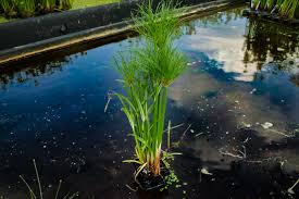 Image result for Cyperus dives