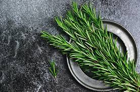 Outdoors, rosemary can tolerate high temperatures and a wide range of humidity. Rosemary Benefits Precautions And Dosage 1mg