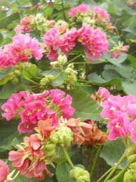 Image result for Dombeya burgessiae