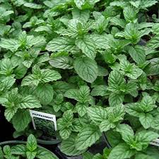 Peppermint is a perennial plant that grows up to 30 to 90 cm in height. Amazon Com Clovers Garden Peppermint Mint Herb Plants Non Gmo Two 2 Live Plants Not Seeds Each 4 7 Tall In 3 5 Inch Pots Garden Outdoor