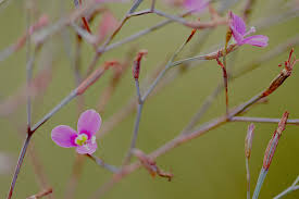 Image result for Canscora diffusa