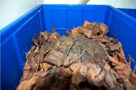 Einige von ihnen sind schon lange beliebte wir sind gut aus dem winterschlaf erwacht und suchen nun ein neues zuhause! Winterstarre Winterschlaf Winterruhe Griechische Landschildkrote Uberwintern Landschildkroeten De
