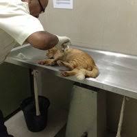 1°27'25.7n 103°35'45.9e no.34 jalan medan nusa perintis 12, gelang patah, 81550, malaysia. Klinik Veterinar Johor Bahru Kebun Teh