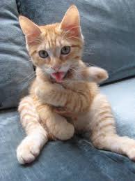 Good Morning Kitten Jack 5 December 17 2019 In 2020 Orange Kittens Puppies And Kitties Orange Cats