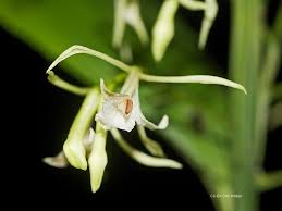 Image result for Corymborkis