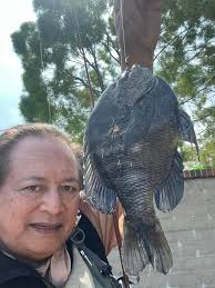 I caught this fish fly fishing at Harveston Lake in Temecula, California.  Can you identify this fish?