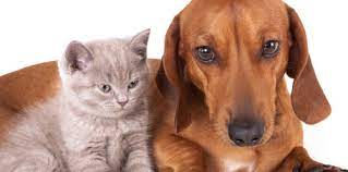 They were truly top notch. House Call Veterinary Service Tori Weston Bangor Me