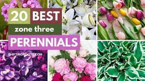 Use these flowers that attract hummingbirds to create an amazing hummingbird habitat in your typically, it takes a year or two after planting to start getting bright and beautiful flowers. Gardeners Worst Nightmares 28 Perennials You Ll Regret Planting Shifting Roots