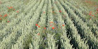 Betrieb Ernst Buck, Holzkirch