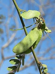 Image result for Dalbergia acutifoliolata