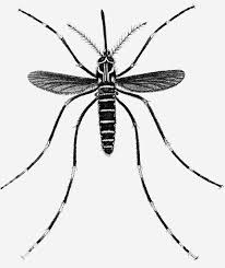 Image result for Dengue