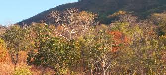 Image result for Sterculia quinqueloba