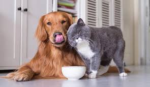 Veterinary doctors, pet vaccinations, dog vaccines, cat vaccines, dog hospital, chennai reputed vet hospital in trichy.pet regular health care,animal birth control surgery,breeding advice, pet scan facilities my pet care clinic. 6 Pet Sitting Services In Mumbai To Look After Your Furry Friend While You Re Away Whatshot Mumbai