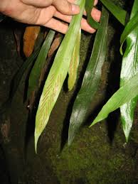 Image result for Loxogramme