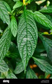 Image result for Pachystachys