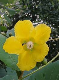 Image result for Dillenia