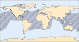 Polish your personal project or design with these hawksbill sea turtle transparent png images, make it even more personalized and more attractive. Loggerhead Sea Turtle Wikipedia