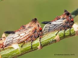 Image result for Oxyrhachis