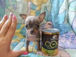 Chihuahua puppies for adoption in ohio. A P P L E H E A D M I C R O M I N I C H I H U A H U A P U P P I E S Zonealarm Results