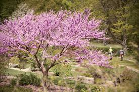They also produce seed pods that will attract all kinds of birds and butterflies to your lawn. The Best Spring Festivals And Flower Spots In New England Chasing Spring New England Today