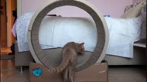 Evde Harcamadan Kedi Egzersiz Tekeri Yapimi Diy Cardboard Cat Exercise Wheel Youtube
