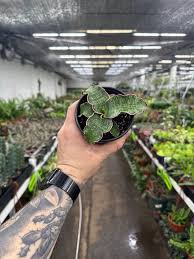 Image result for Sansevieria kirkii