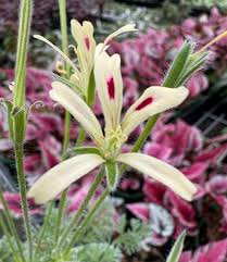 Image result for Pelargonium apetalum