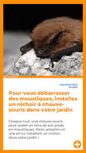 Contre Les Moustiques Adoptez Des Chauves Souris Moustique Chauve Souris Nichoir Chauve Souris