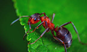However, the dinoponera ants are observed to grow way past this height. 6 Biggest Ants In The World Top Biggest