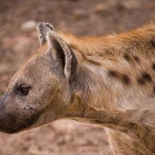 Image result for Heinsenia