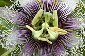 Image result for Passiflora edulis
