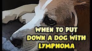 There's no magic number to determine when to put your dog down due to old age. When To Put Down A Dog With Lymphoma 2021 Should Euthanize Canine
