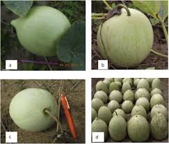 Image result for Lagenaria rufa