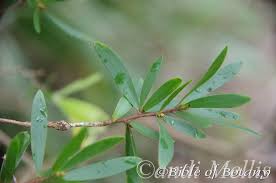 Image result for Lipocarpha atra