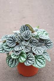 Image result for Peperomia molleri