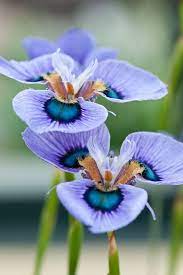 Moraea Villosa Flower Bulbs Garden Bonsai Flower Iris Flowers
