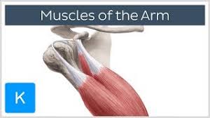 Try finding the one that is right for. Muscles Of The Arm Origin Insertion Innervation Human Anatomy Kenhub Youtube