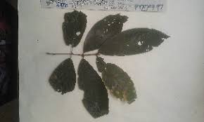 Image result for Lasiodiscus mannii