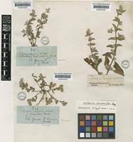 Image result for Nelsonia smithii