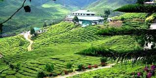 The largest tea manufacturers in malaysia and the largest tea plantation in southeast asia, boh tea plantation is located at cameron highlands. Hike Through The Tea Plantations Review Of Cameron Bharat Tea Estate Tanah Rata Malaysia Tripadvisor