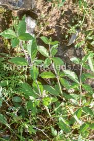 Image result for Blepharis